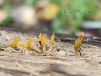 Druppelzwammen en Hoorntjes [Dacrymycetaceae]